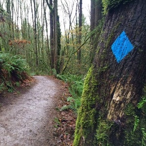 Team Page: Blue Diamond Run Crew